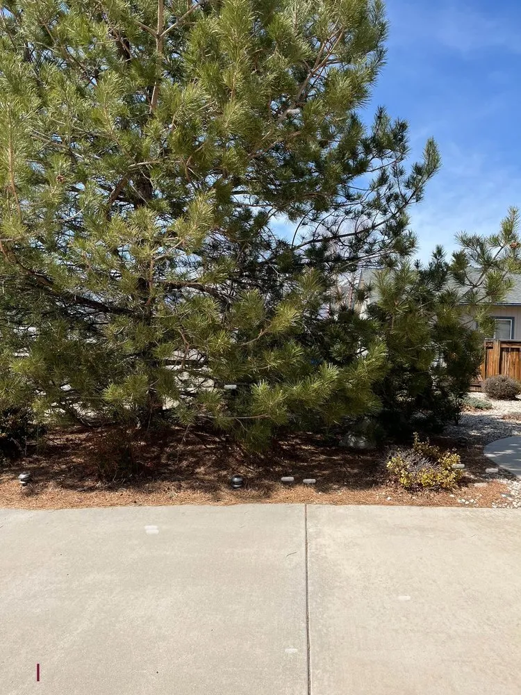 Custom lawn mowing service for homes in Carson City, NV by Hudson Bells Paint & Landscape