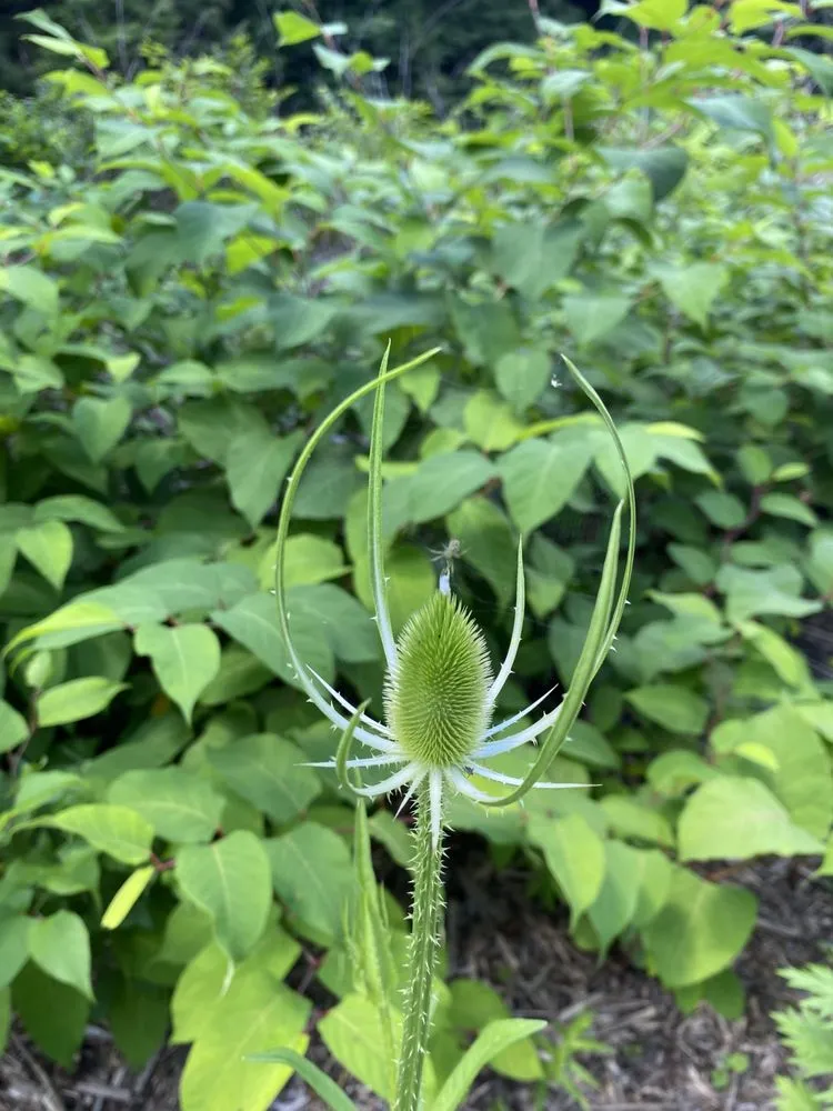Local landscape installation near you across Buffalo, NY - Hudson Garden Scapes