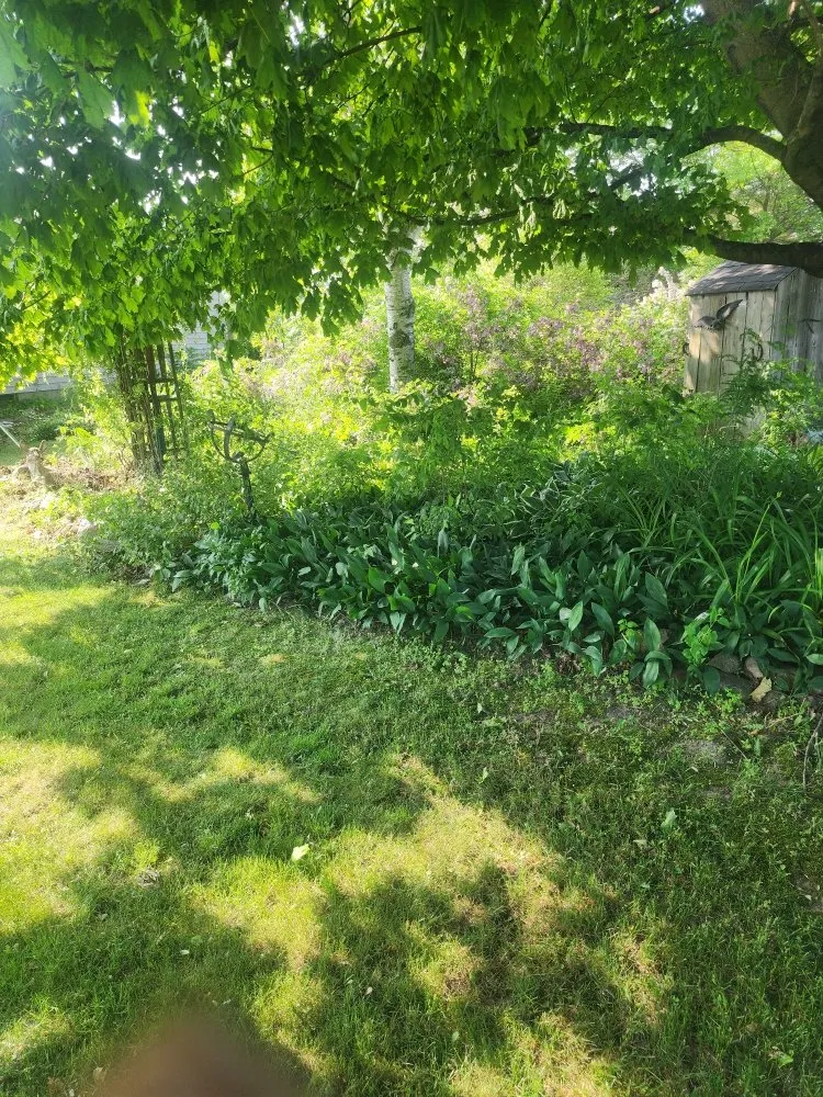 Reliable lawn mowing service for year-round maintenance across North Branch, MI - Hudson Hauling And Junk Removal