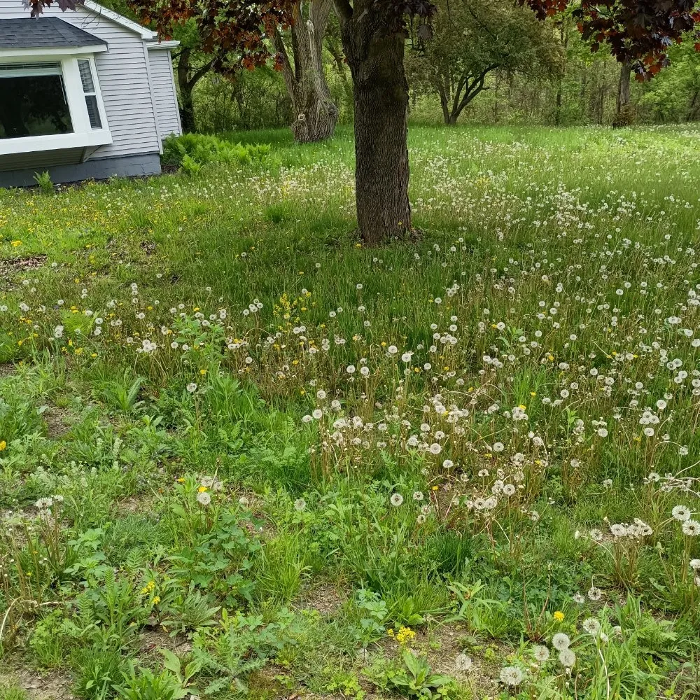 Professional yard maintenance for homes in North Branch, MI by Hudson Hauling And Junk Removal