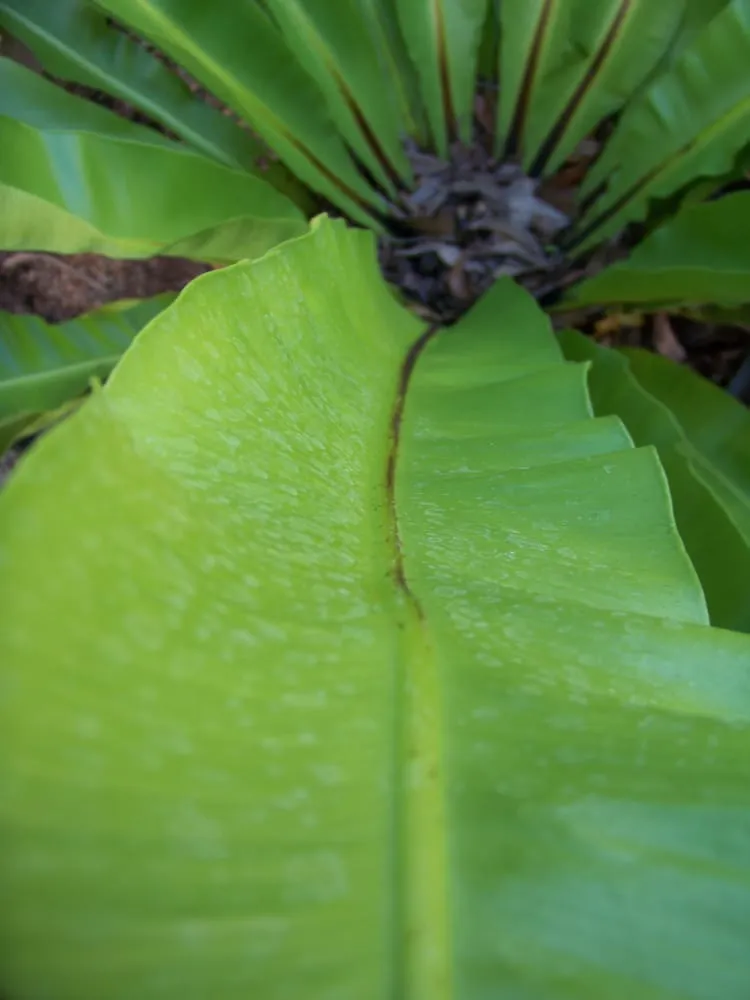 Reliable lawn mowing service experts serving Lutz, FL - Hudson Landscape Nursery