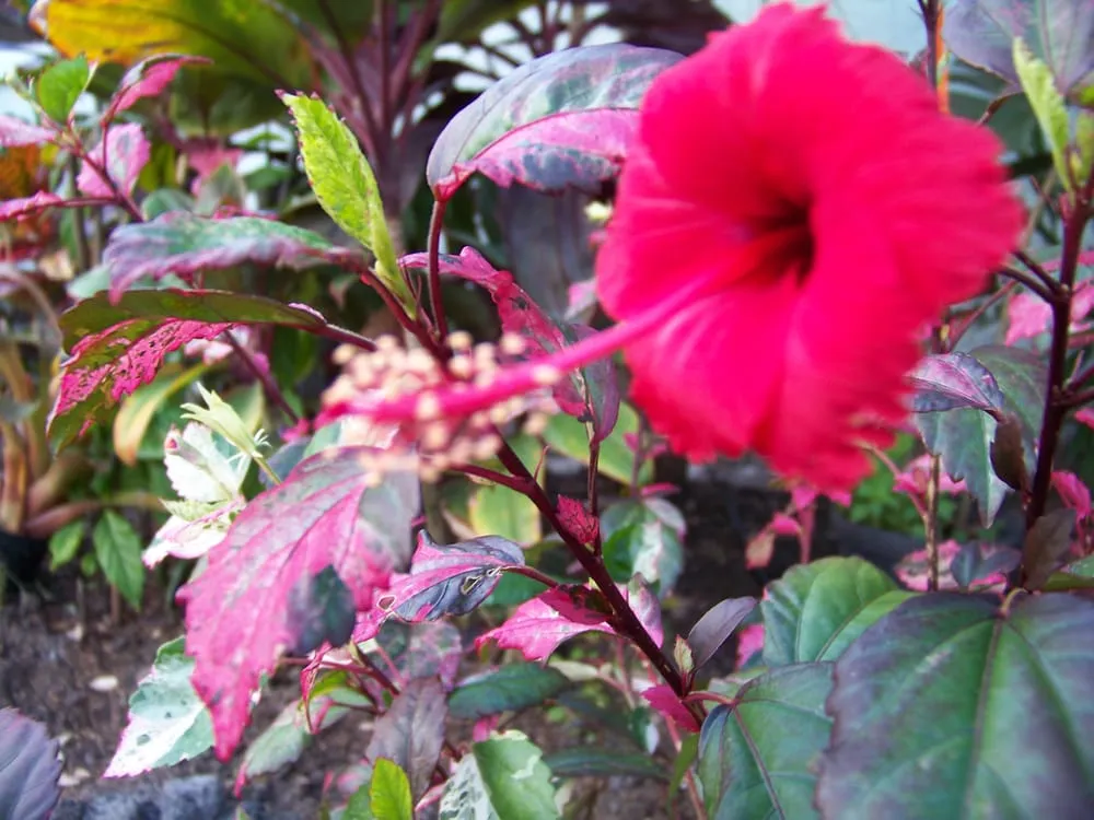 Trusted landscape design in Lutz, FL - Hudson Landscape Nursery