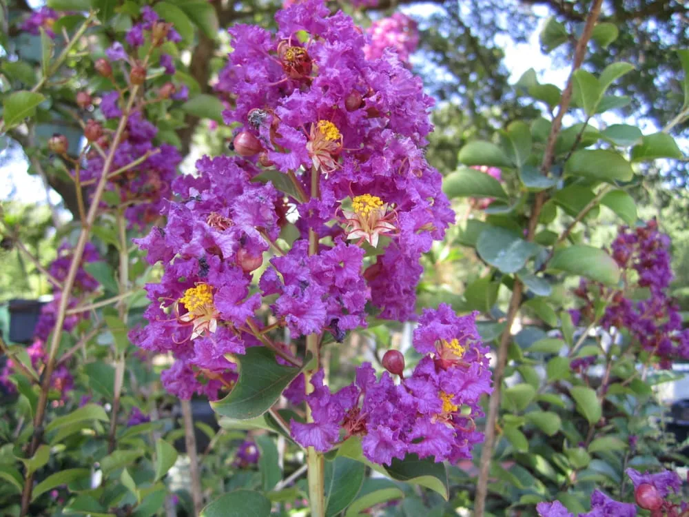 Reliable landscaping services near you across Lutz, FL - Hudson Landscape Nursery