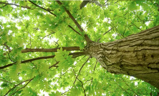 Expert outdoor landscaping near you in Lebanon, TN by Hudson Landscaping and Tree Service