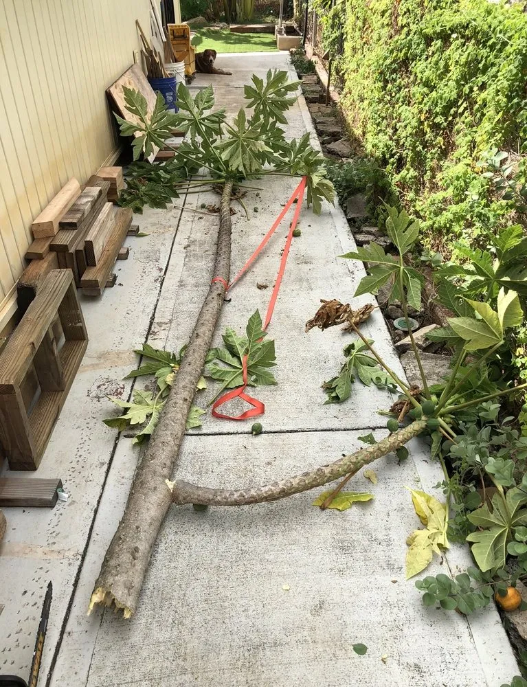 Expert yard maintenance for outdoor upgrades across Aiea, HI - Hudson Lawn Care Hawaii