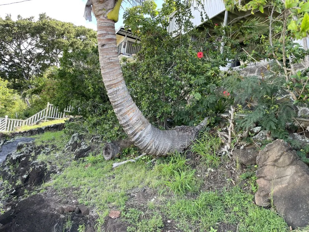 Top-rated landscaping services experts serving Aiea, HI - Hudson Lawn Care Hawaii