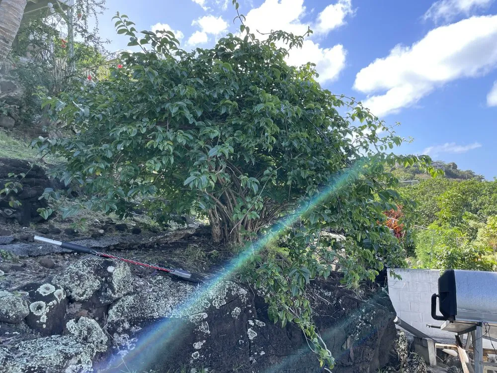 Trusted landscape design experts serving Aiea, HI - Hudson Lawn Care Hawaii