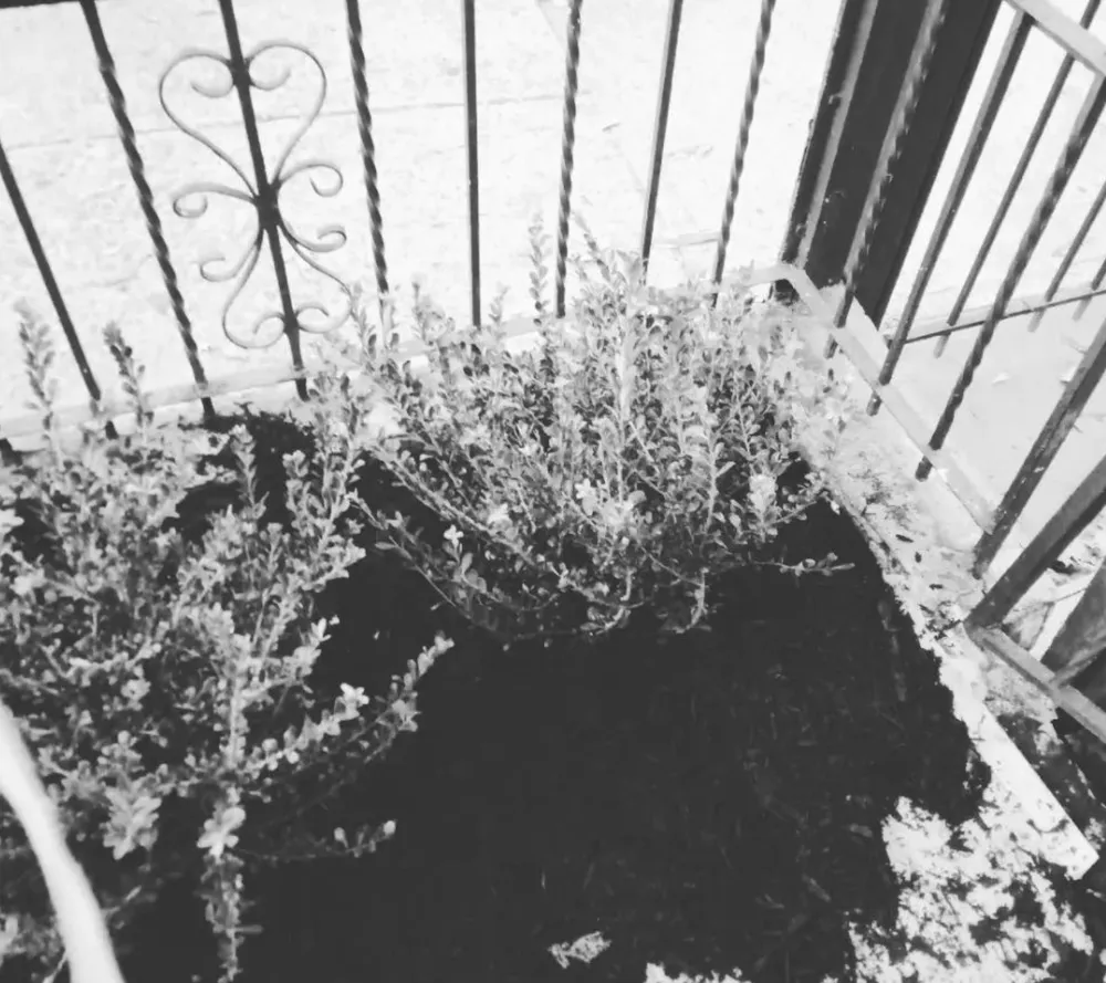 Custom lawn mowing service in New York, NY by Hudson Shine Cleaning