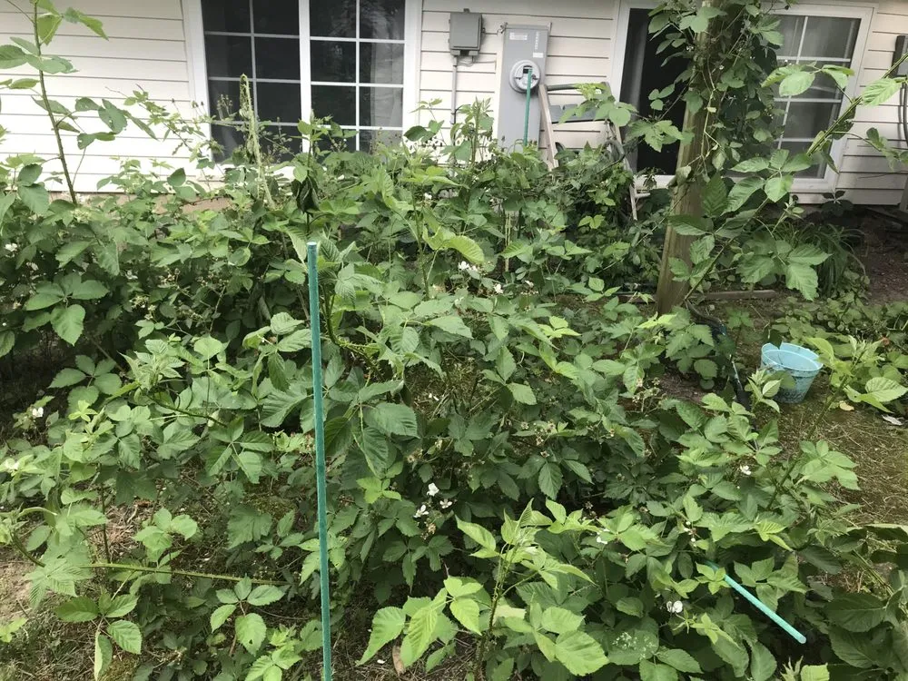 Affordable residential landscaping for outdoor upgrades in Kingston, IL by Huerta Landscaping