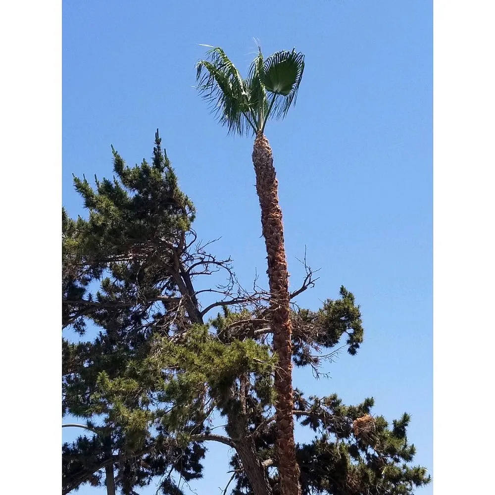 Affordable lawn mowing service experts serving San Gabriel, CA - Huerta's Landscape & Maintenance