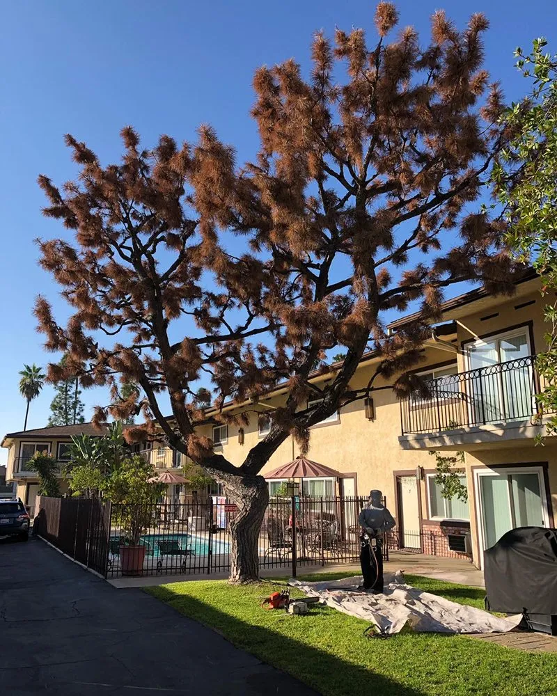 Professional yard maintenance with custom design across San Gabriel, CA - Huerta's Landscape & Maintenance