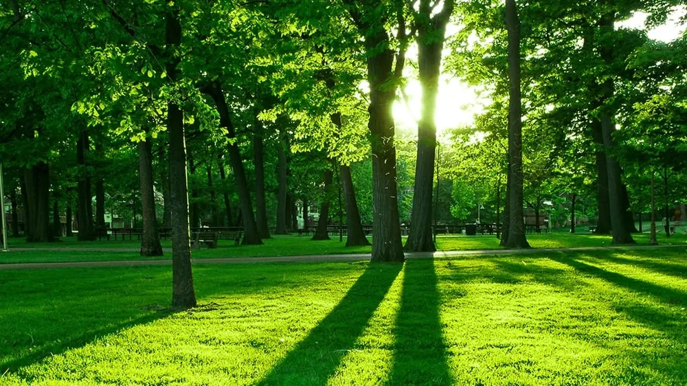 Trusted landscaping services for residential properties across Alexis, NC - Huffstetler Tree & Lawn Services