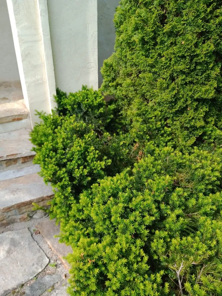 Local lawn care service in Cleveland, OH - Huggins Lawn Care