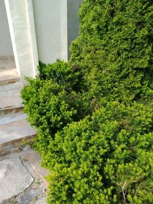 Huggins Lawn Care Logo