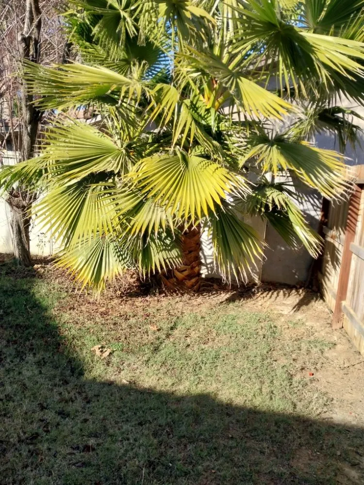 Trusted landscaping services in Manteca, CA by Hughes and Sons