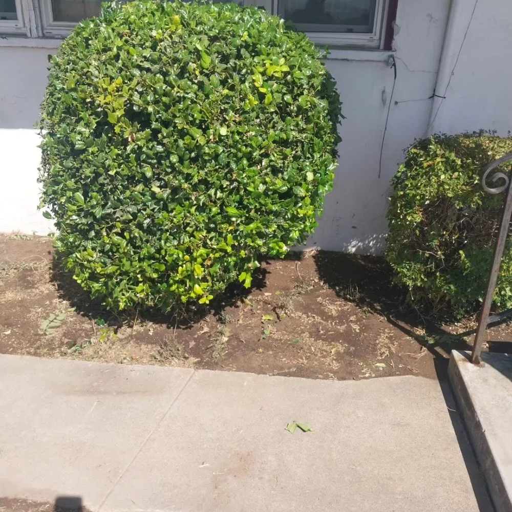 Reliable landscape design in Manteca, CA - Hughes and Sons