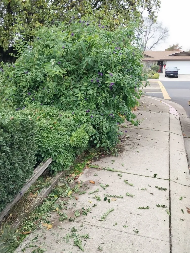 Custom residential landscaping near you in Manteca, CA by Hughes and Sons