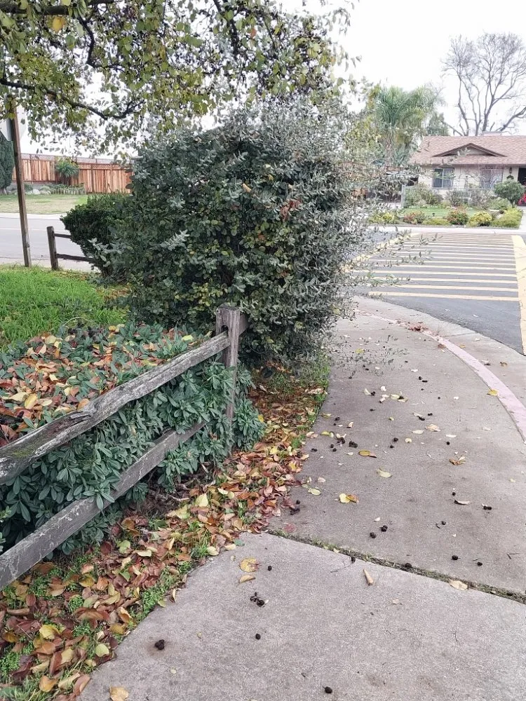 Local garden landscaping for residential properties in Manteca, CA by Hughes and Sons