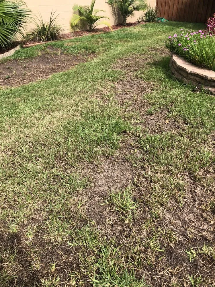 Local lawn care service in Tampa, FL - Hughes Exterminators