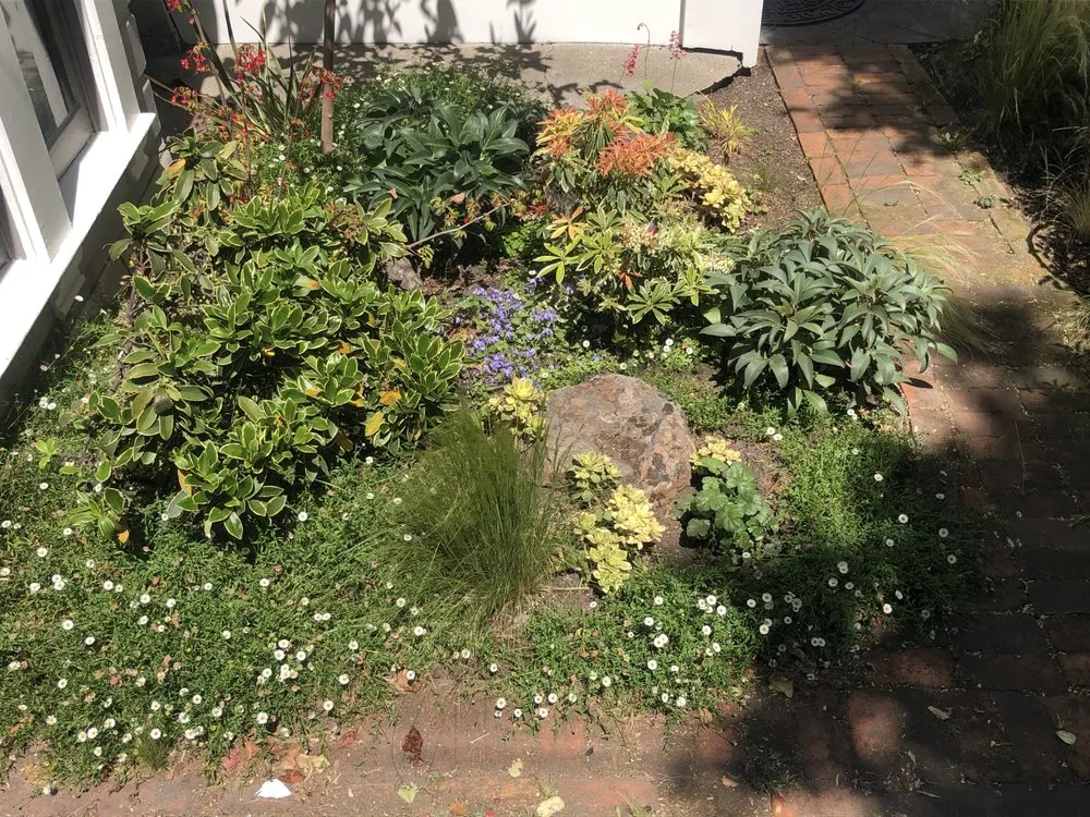 Reliable yard cleanup service in San Francisco, CA - Hughes Gardens