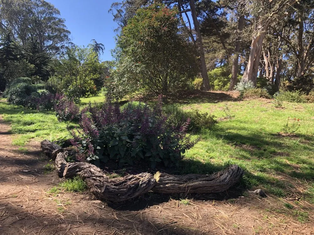 Expert landscaping services with custom design in San Francisco, CA by Hughes Gardens