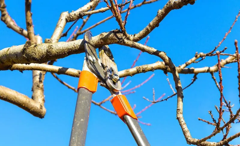 Professional yard cleanup service experts serving Orangeburg, SC - Hughes Home Repairs And Landscaping