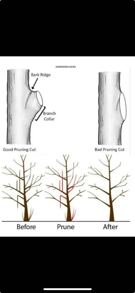 Professional yard maintenance near you in Bartonville, IL by Hughes Lawn Care & Landscaping