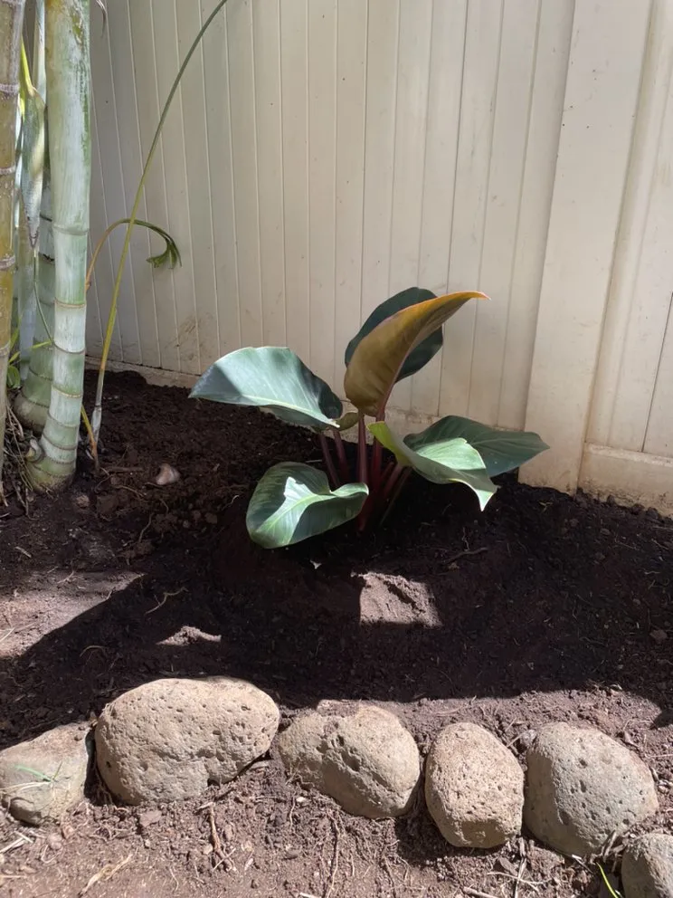 Professional landscape design for outdoor upgrades across Wahiawa, HI - Hughes Lawn Care