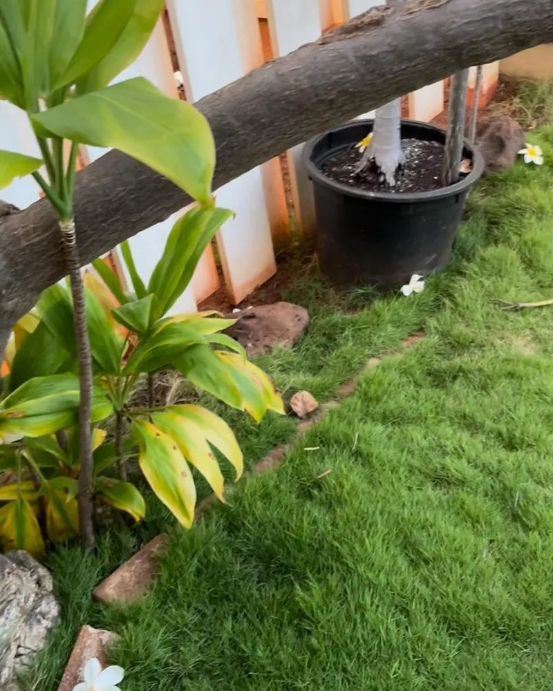 Local lawn mowing service experts serving Wahiawa, HI - Hughes Lawn Care