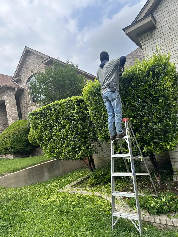 Professional landscaping services in Austin, TX - Hugo Grass