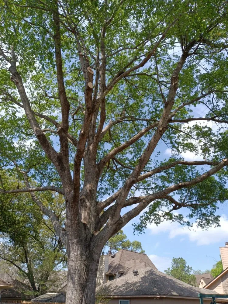 Affordable landscaping services near you in Houston, TX by Hugo Tovar Landscaping