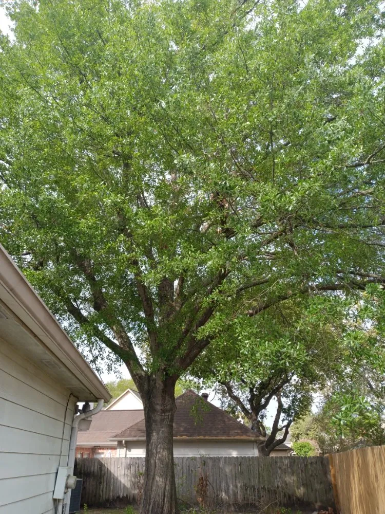 Expert landscaping services in Houston, TX by Hugo Tovar Landscaping