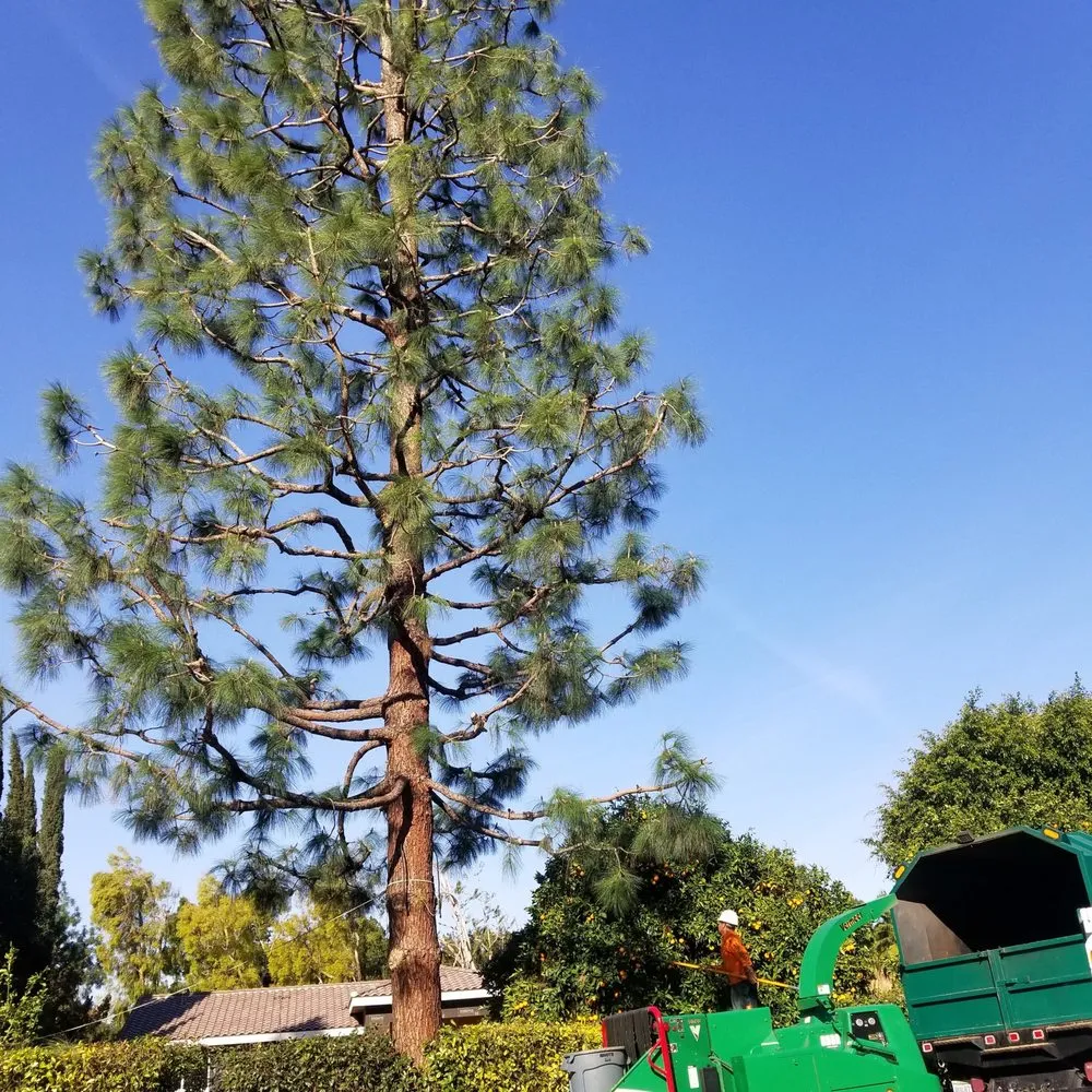 Custom landscaping services for year-round maintenance across La Habra, CA - Hugo's Gardening