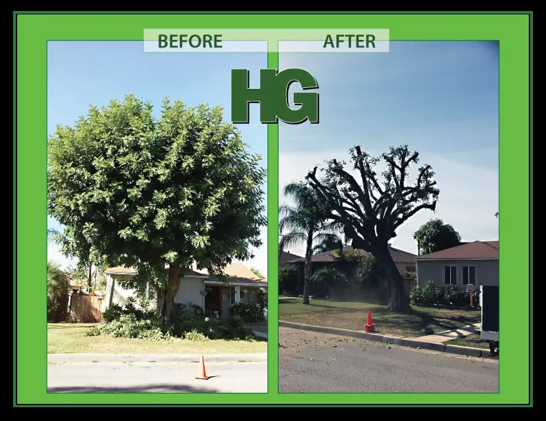 Professional yard cleanup service in La Habra, CA - Hugo's Gardening
