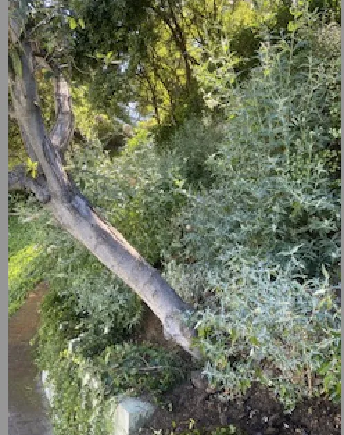 Top-rated garden landscaping with custom design in Inglewood, CA by Huizar’s Landscaping