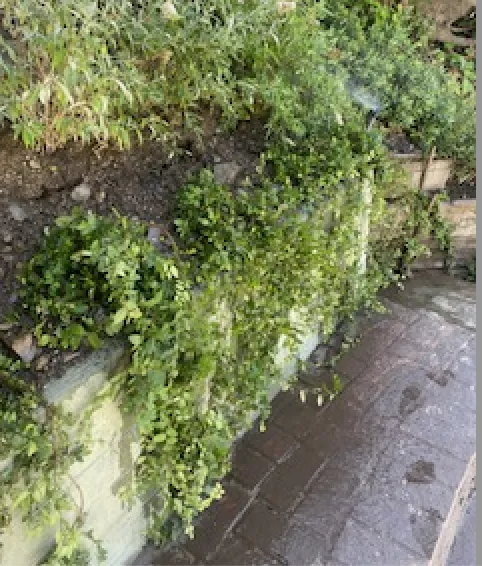 Trusted lawn mowing service in Inglewood, CA - Huizar’s Landscaping