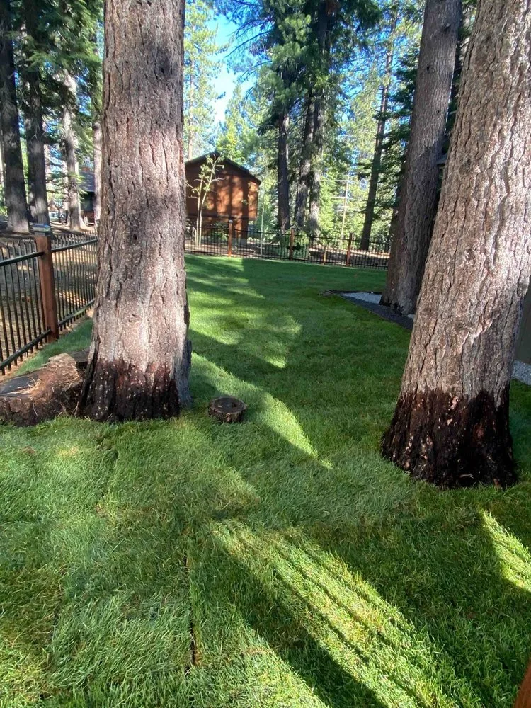Affordable yard maintenance for beautiful yards across Stateline, NV - Hull Agronomics