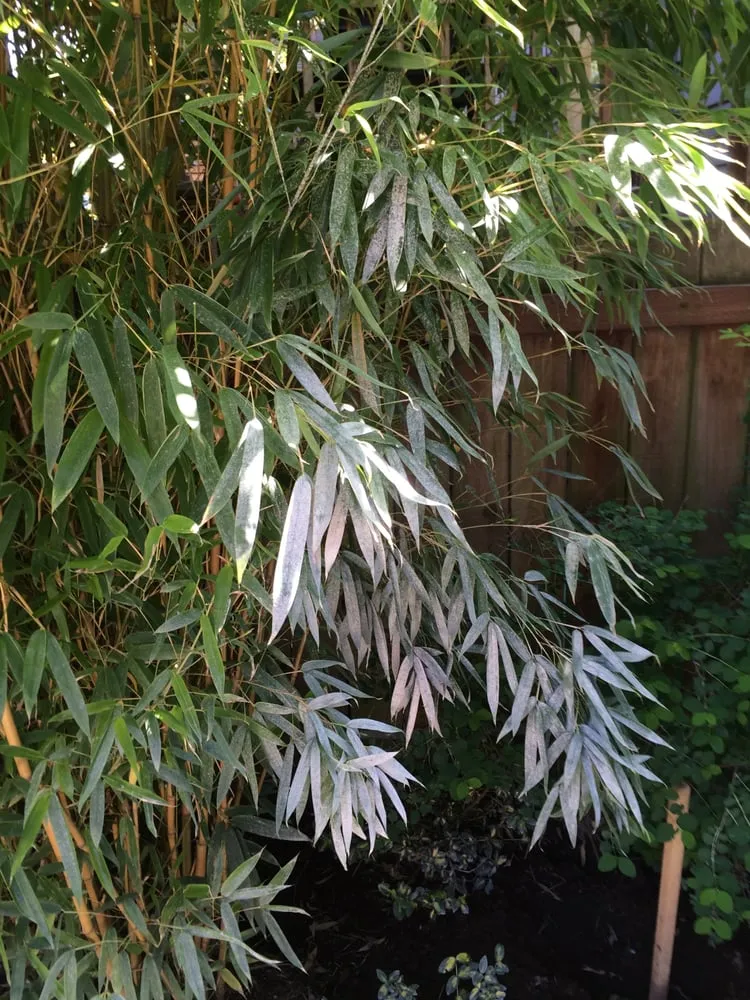 Reliable yard maintenance for year-round maintenance across Edmonds, WA - Human Nature Landscape Design & Consulting