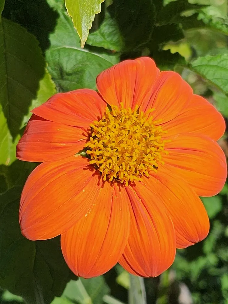 Professional residential landscaping in North Logan, UT - Human Nature