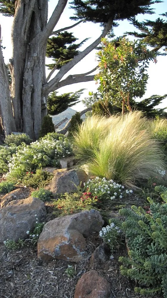 Local yard cleanup service near you in San Anselmo, CA by Humanature Landscape Design