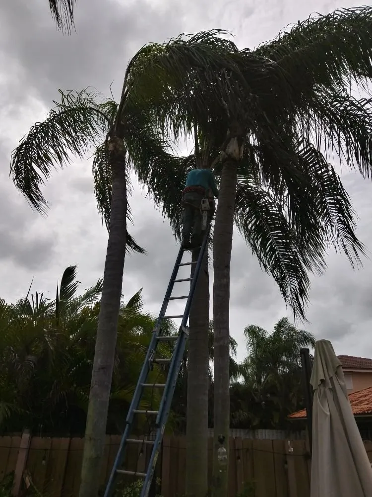 Custom landscape installation in Miami, FL by Humbertooferup