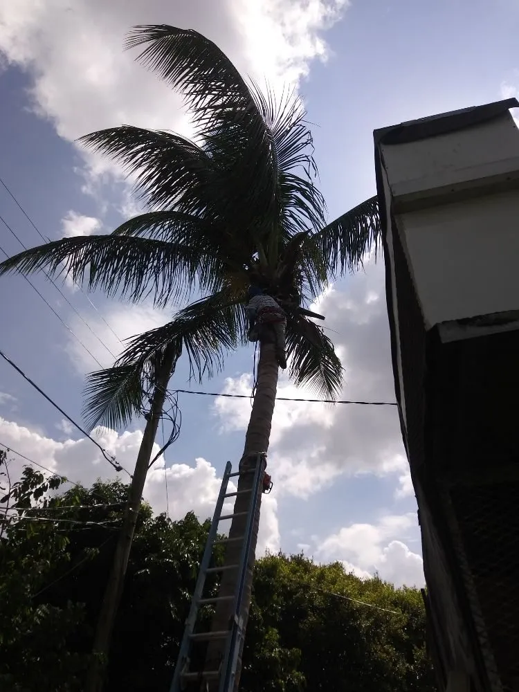 Trusted yard cleanup service in Miami, FL - Humbertooferup