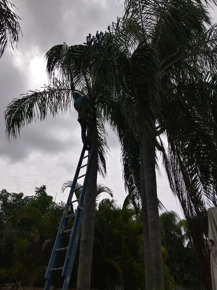 Local landscape installation for residential properties across Miami, FL - Humbertooferup