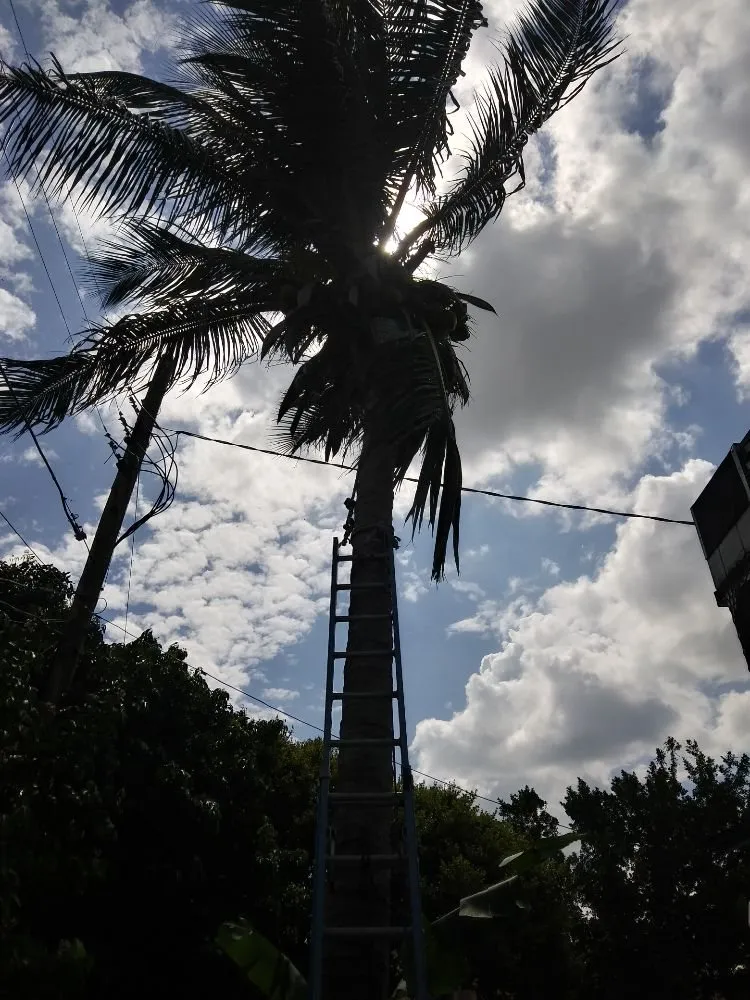 Trusted landscape installation in Miami, FL - Humbertooferup