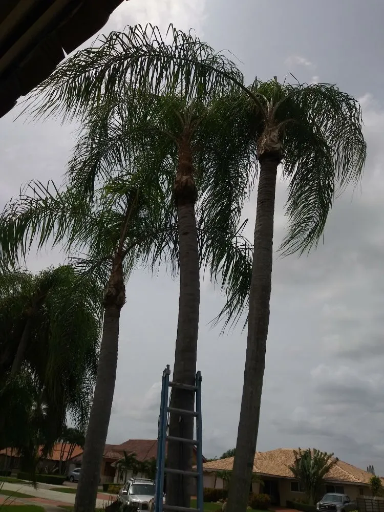 Custom lawn mowing service for year-round maintenance in Miami, FL by Humbertooferup