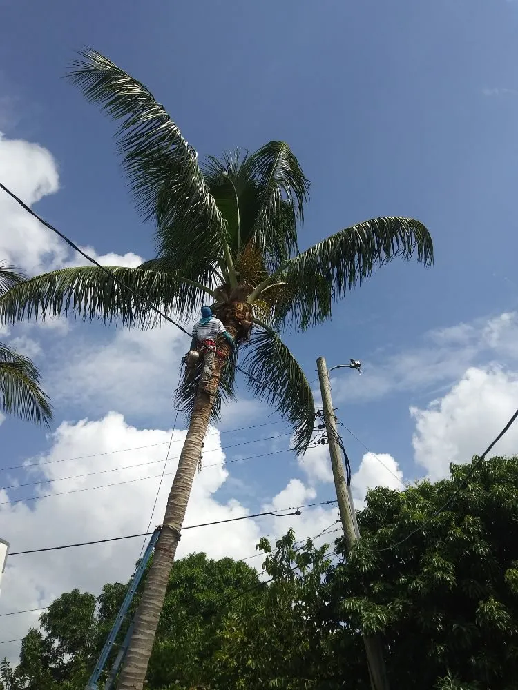 Reliable yard cleanup service in Miami, FL - Humbertooferup