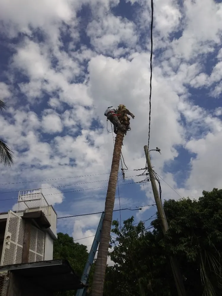 Top-rated garden landscaping in Miami, FL by Humbertooferup