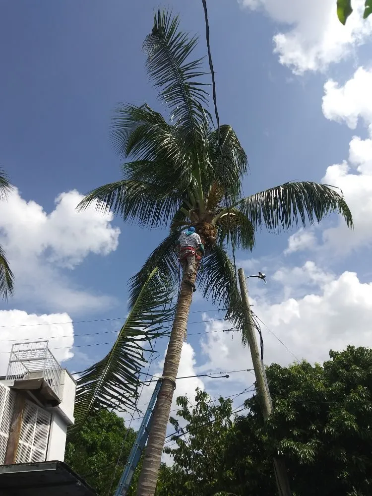 Affordable residential landscaping for homes across Miami, FL - Humbertooferup