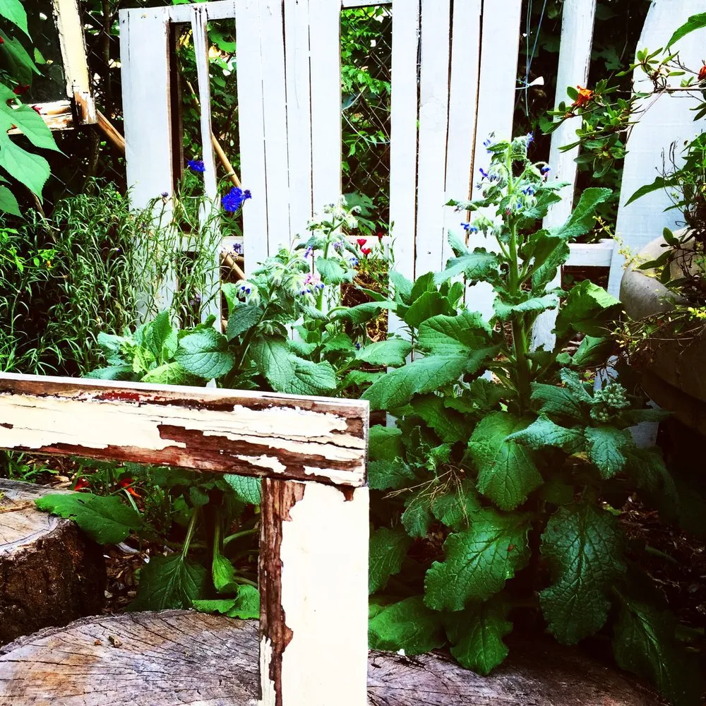 Top-rated lawn care service near you across Atlanta, GA - Humble Harvest Garden