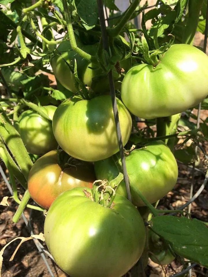 Top-rated lawn care service in Atlanta, GA by Humble Harvest Garden